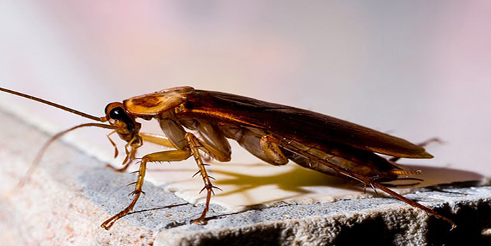 grande-cucaracha-de (1)
