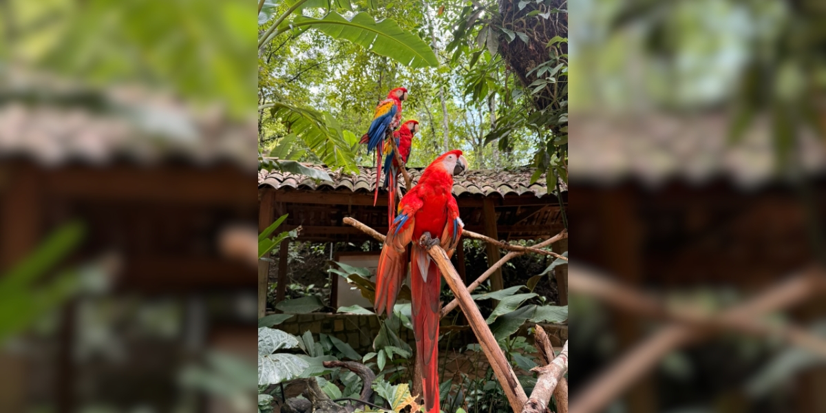 Macaw Mountain Prepara Segunda Liberación de Guacamayas en La Ceiba