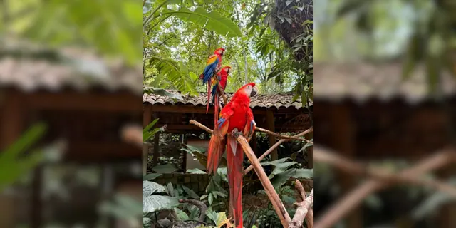 Macaw Mountain Prepara Segunda Liberación de Guacamayas en La Ceiba
