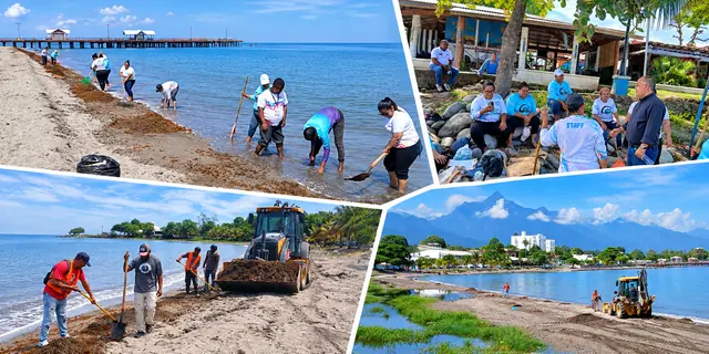 Alcaldía de La Ceiba continúa con la recolección de sargazo frente al Malecón